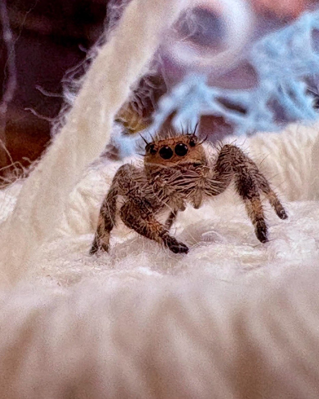 Persephone the jumping spider. Invertebrate, Spider, Bird, Insect, Tarantula