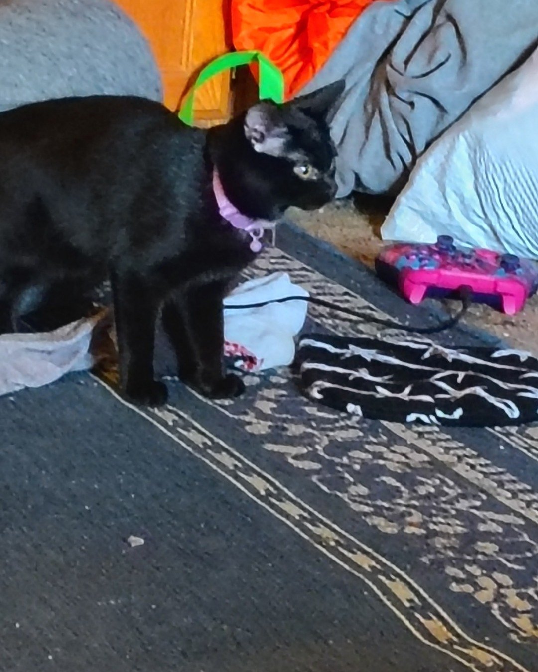Wednesday the black cat. Cat, Kitten, Couch, Furniture