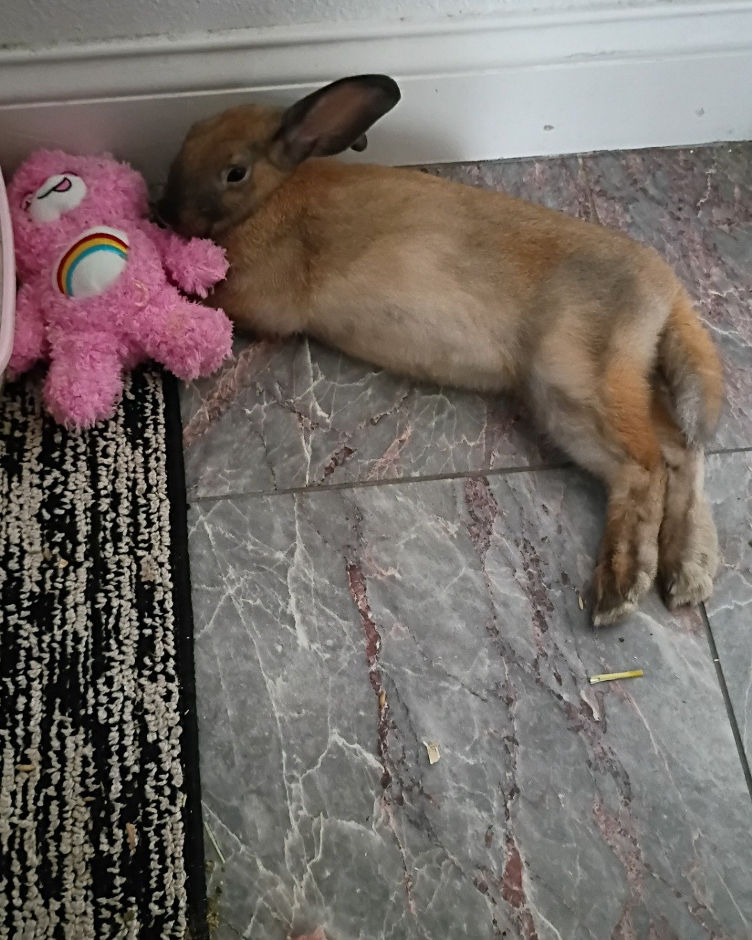 Dravina the Bunny. Toy, Rabbit, Floor, Dog