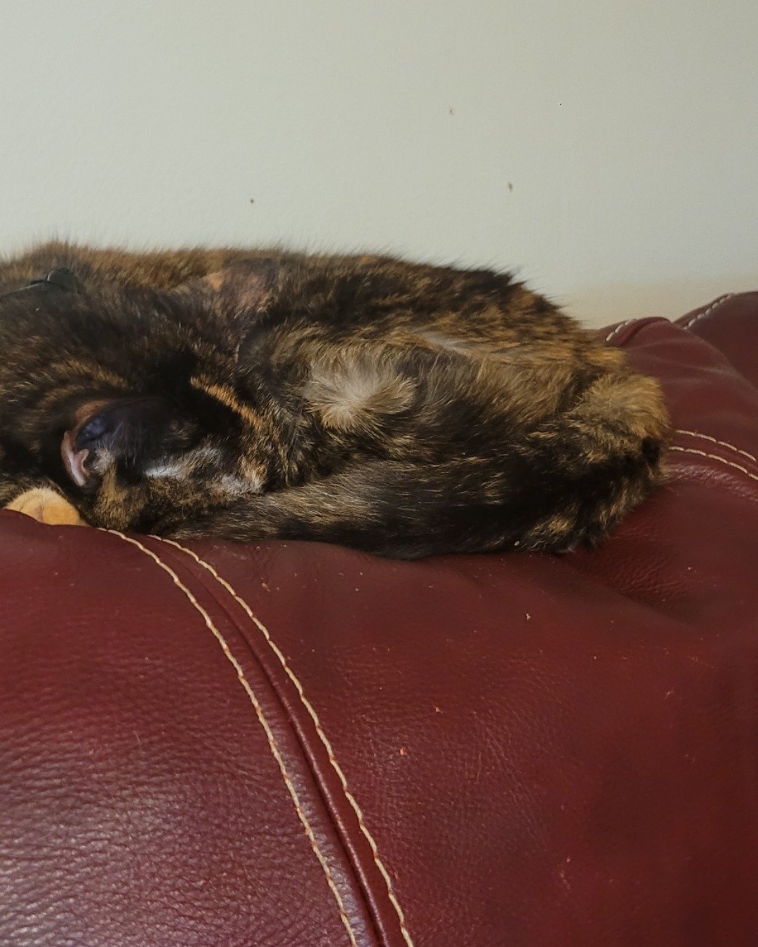 Dalila the Tortus shell. Couch, Furniture, Cushion, Home Decor, Person, Sleeping