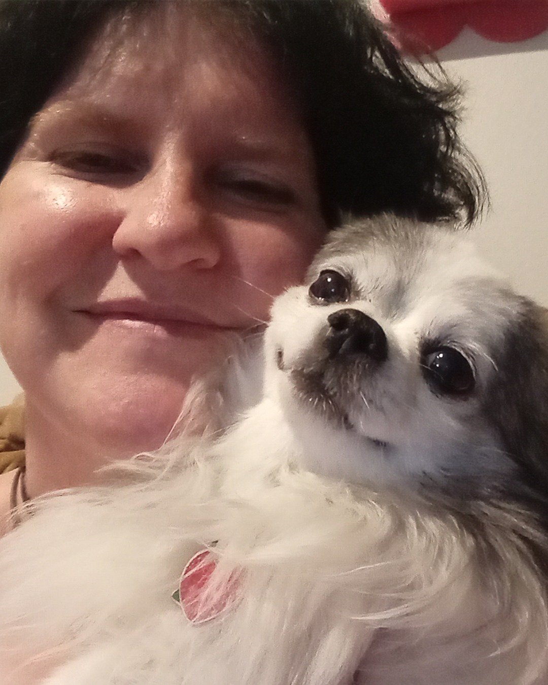 Patches the Long Hair Chihuahuas. Person, Dog, Puppy, Accessories, Glasses, Cocker Spaniel