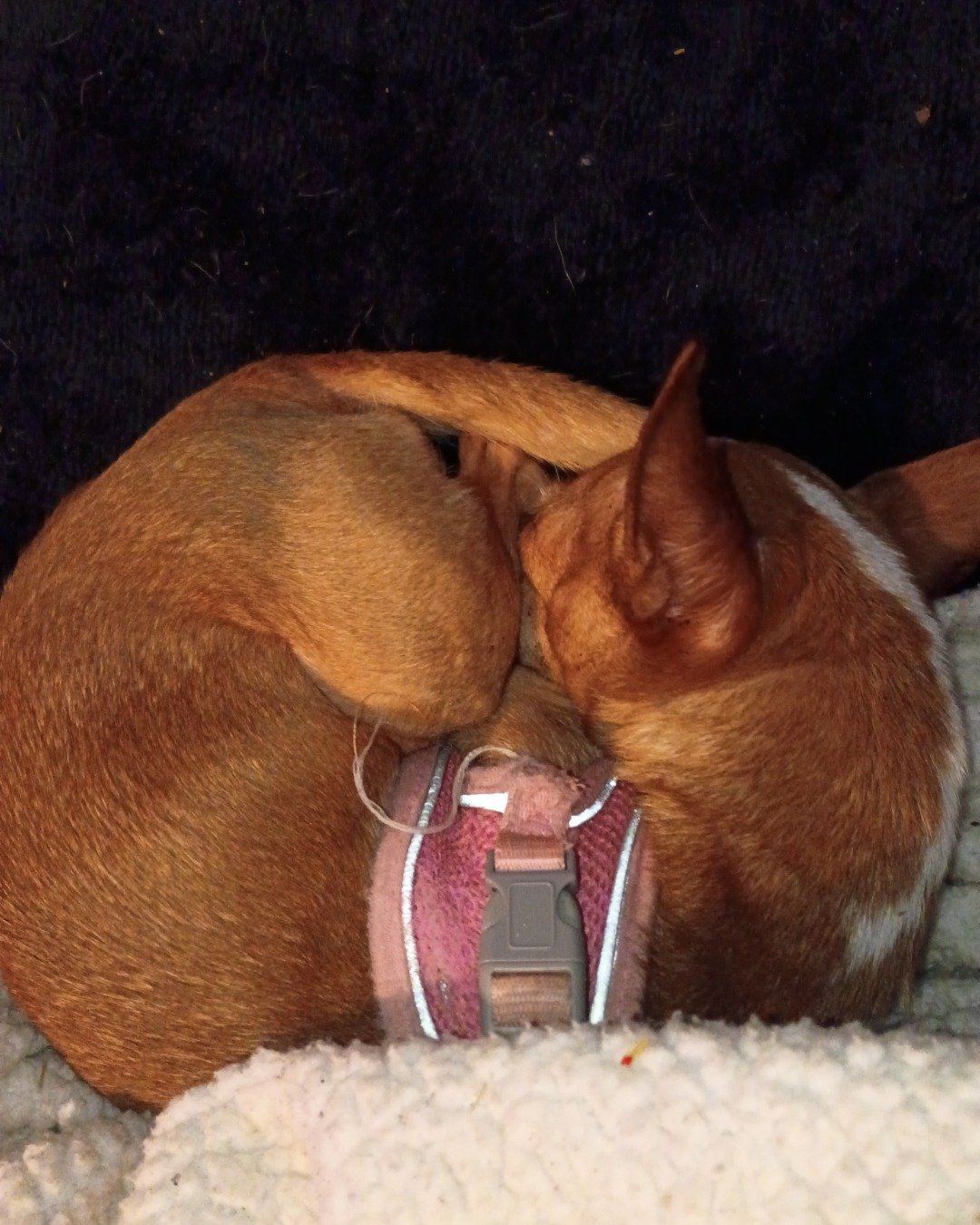 chivlle the chauiaus. Person, Sleeping, Dog, Puppy, Hound, Chihuahua