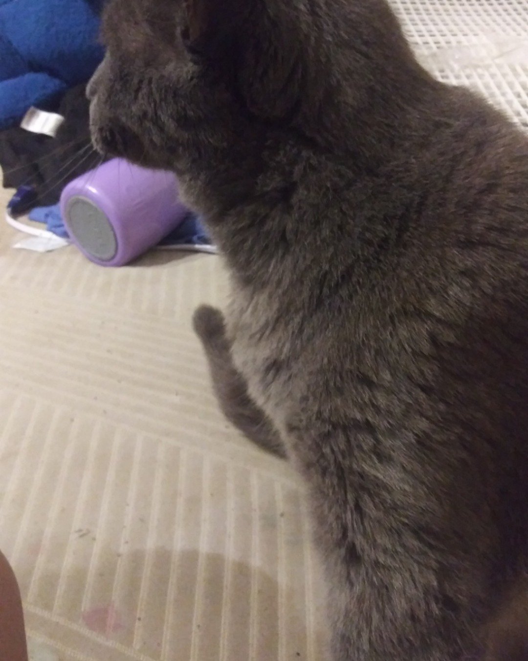 scoot. Cat