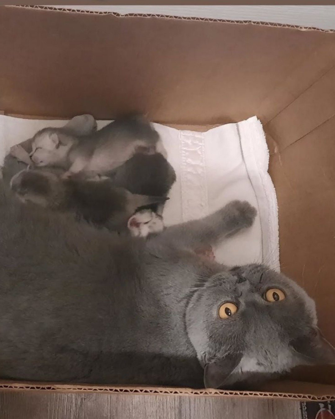 Gypsy the British Shorthair. Cat, Bird