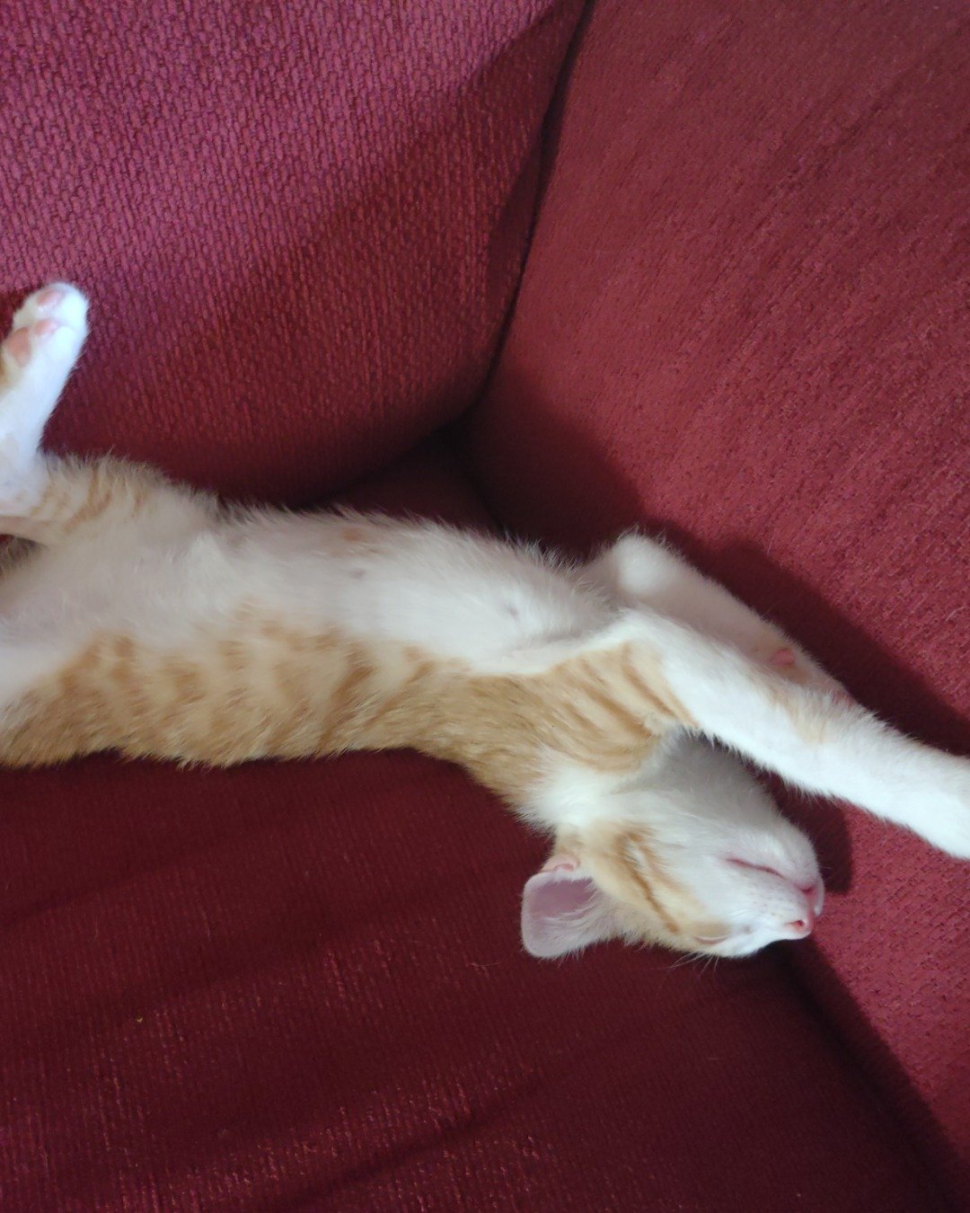 runt , abbey jr. ,and peanut butter cup the Tabby and calico. Couch, Furniture, Cat, Person, Sleeping, Kitten