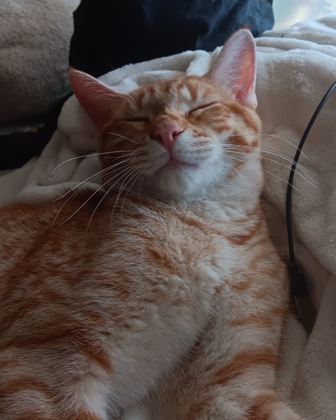 Snarfy the orange tabby. Cat, Kitten, Blanket, Person, Sleeping