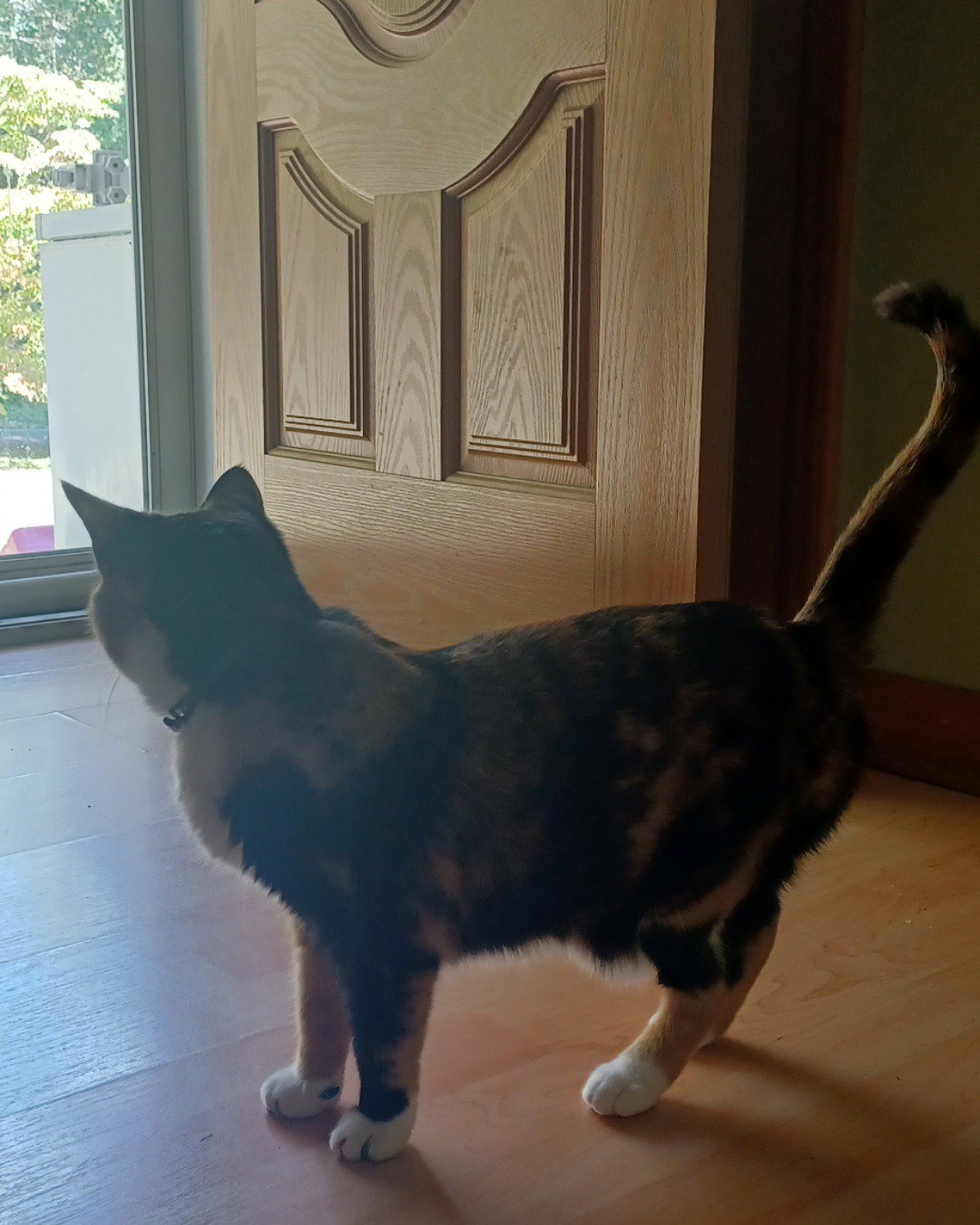 patches the calico. Wood, Hardwood, Door, Floor, Flooring, Indoors