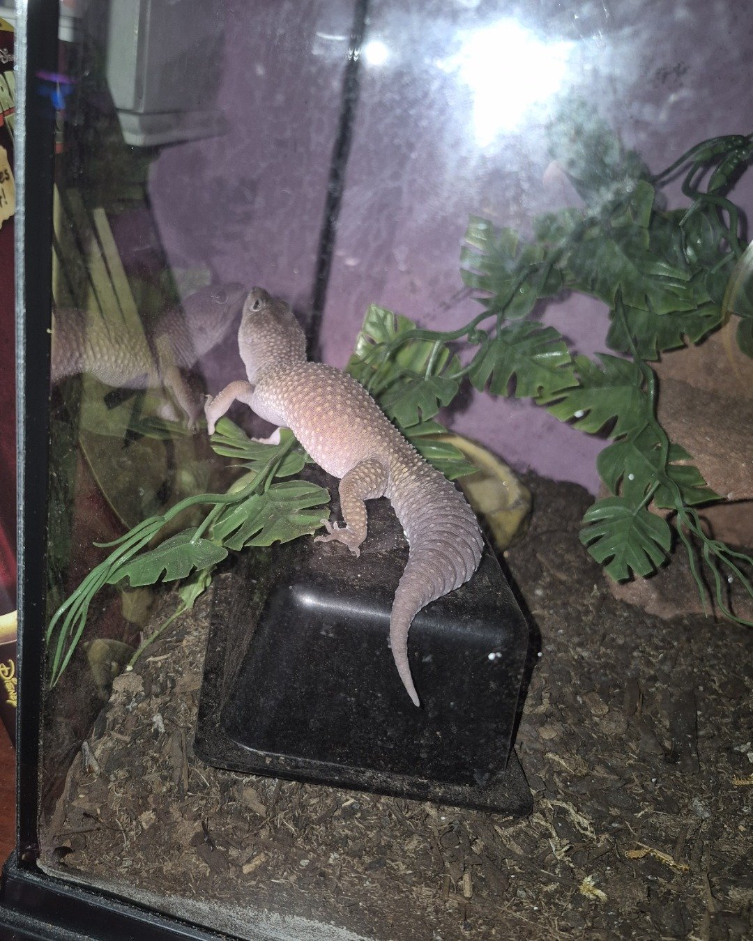 crystal the blizzard lepord gecko. Gecko, Lizard, Reptile, Anole