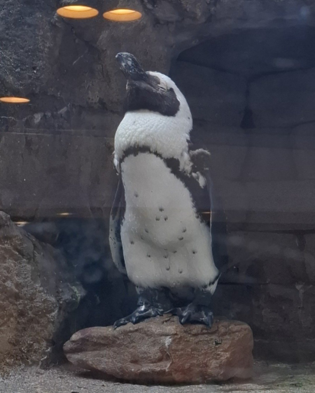 Hermes the taby. Bird, Penguin