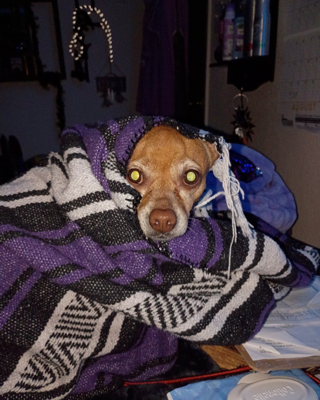 Freya Goddess the deer head Chihuahua. Blanket, Dog, Hound