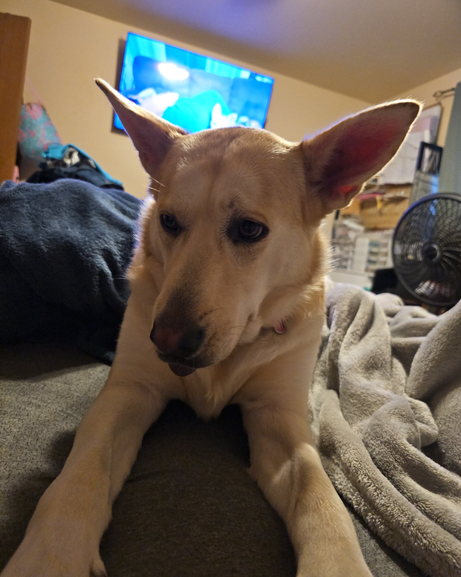 Bella the Labsky. Electronics, Screen, Computer Hardware, Hardware, Monitor, TV