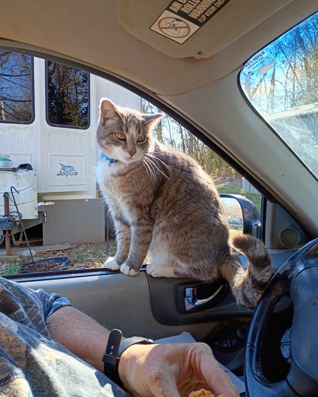Klondike. Cat, Person, Transportation, Vehicle, Car