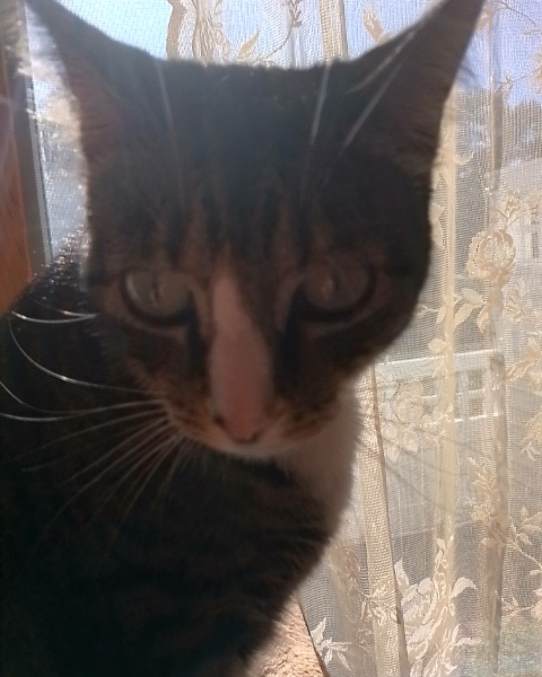 Ghostie (a.k.a. Jude) the American Shorthair. Cat