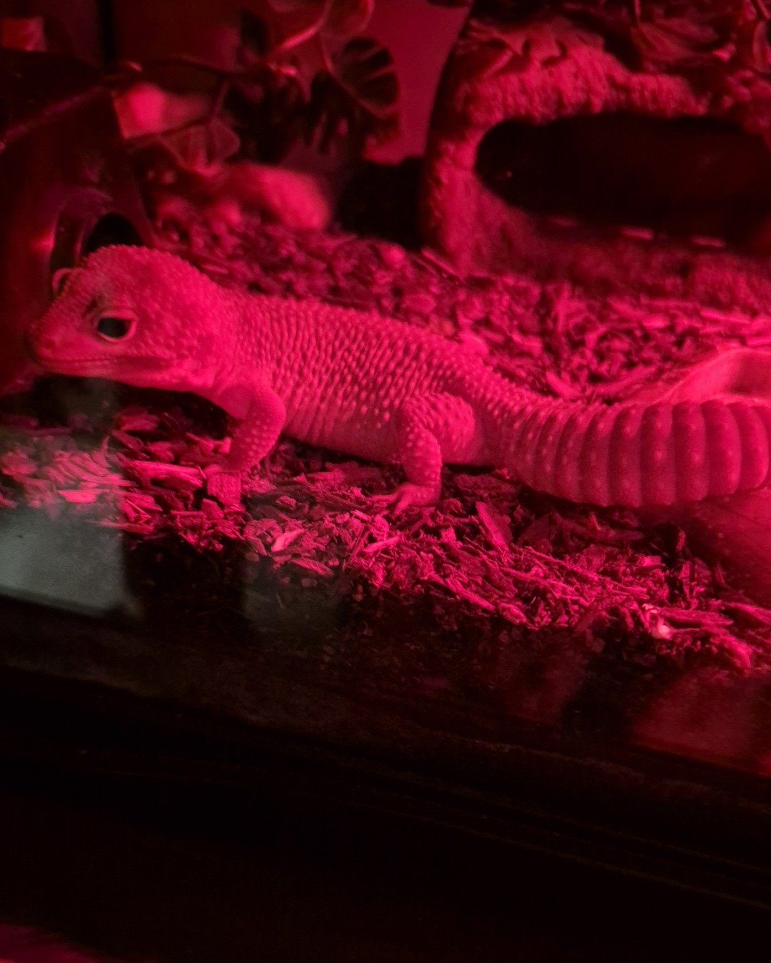 crystal the blizzard lepord gecko. Gecko, Lizard, Reptile