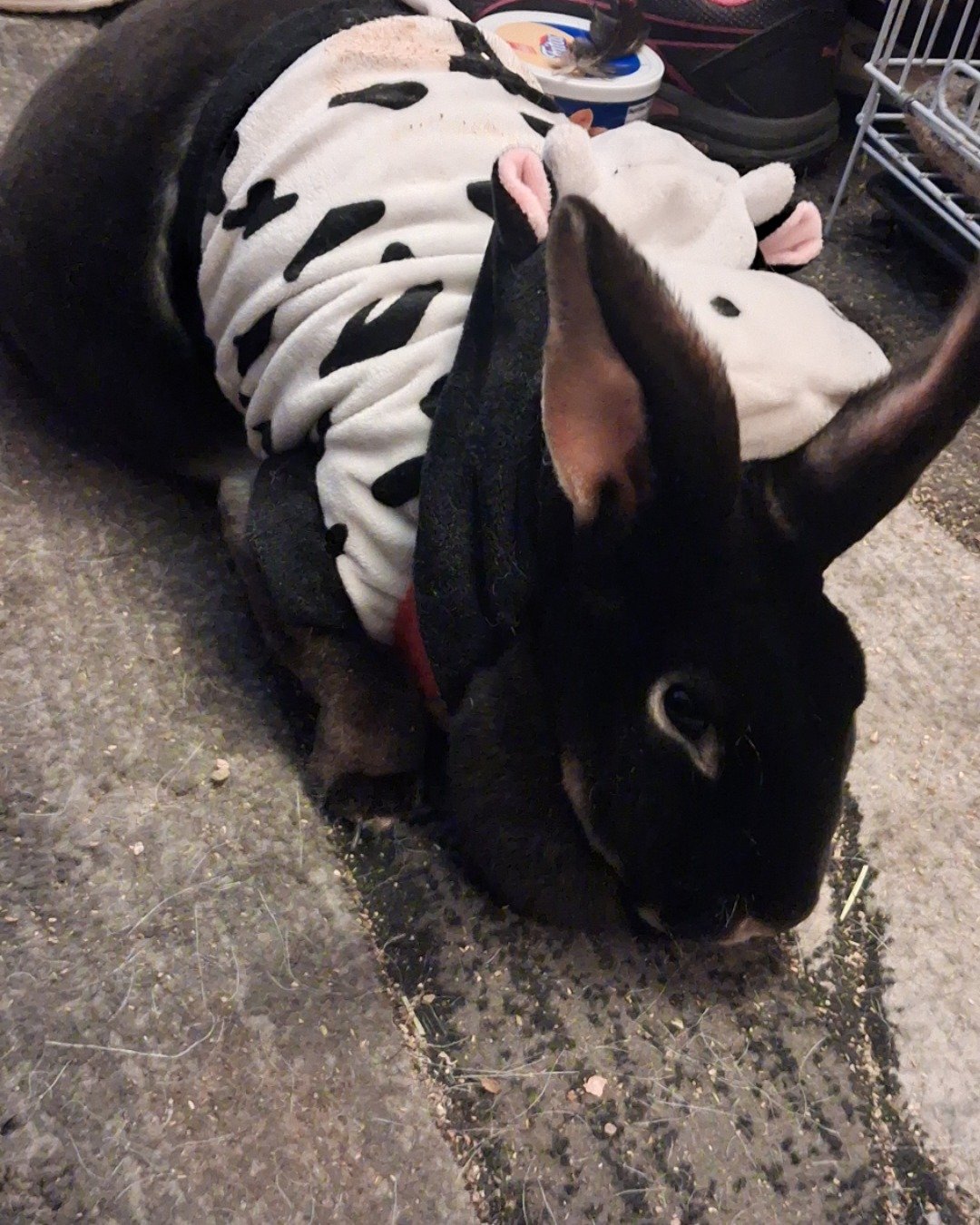 Fatty Patty the standard Rex. Rabbit, Dog