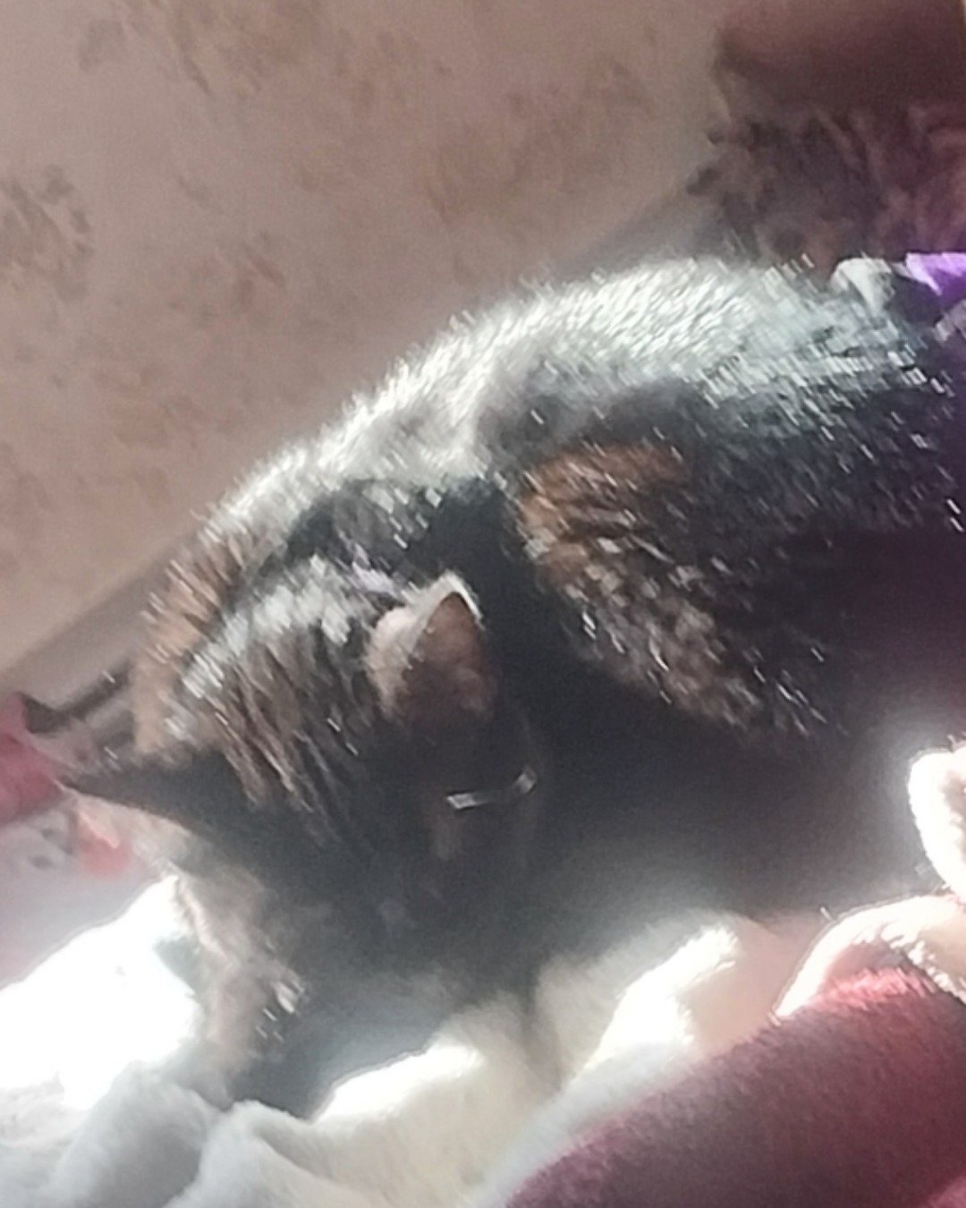 onyx. Cat, Kitten, Person