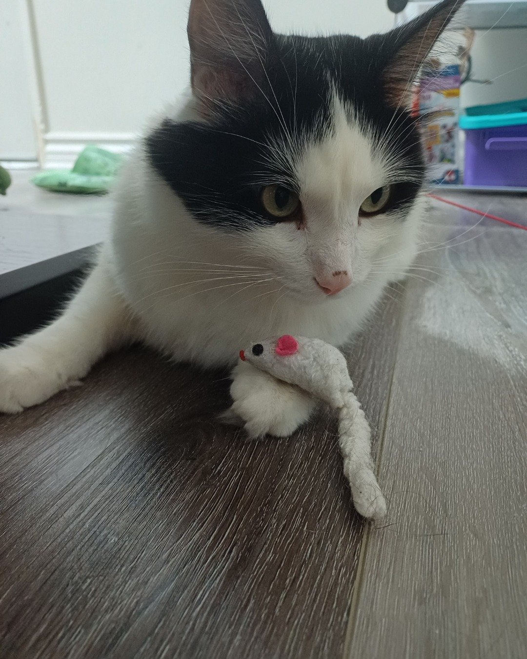 Manchhas the Tuxedo. Cat, Kitten, Floor, Wood, Hardwood, Box