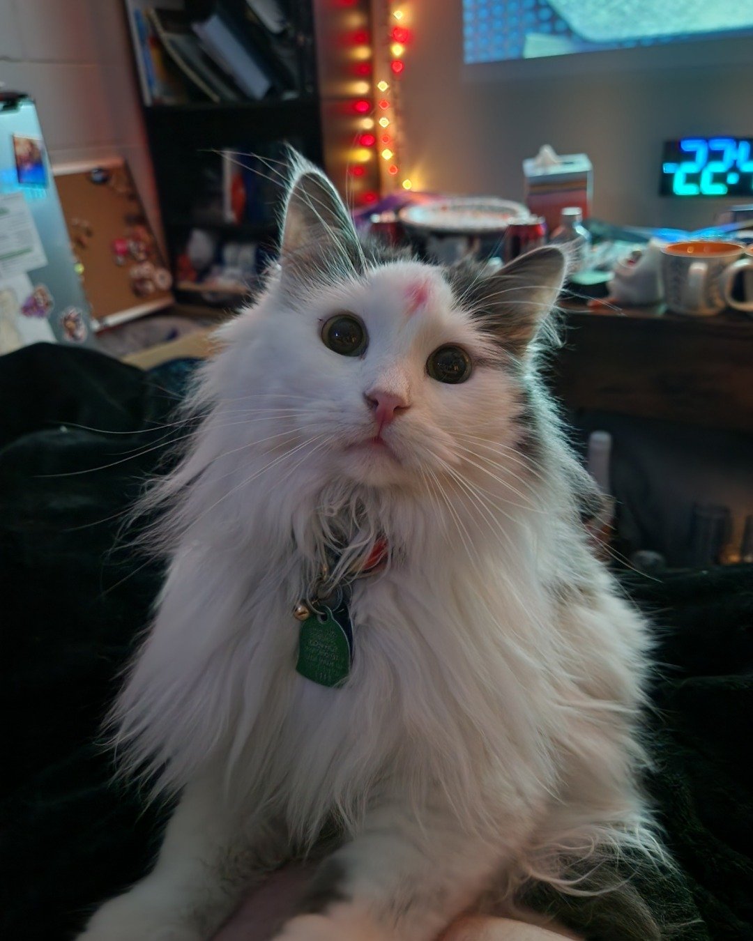 Twinkie the Maine Coon/Ragdoll. Electronics, Screen, Cat, Computer Hardware, Hardware, Monitor