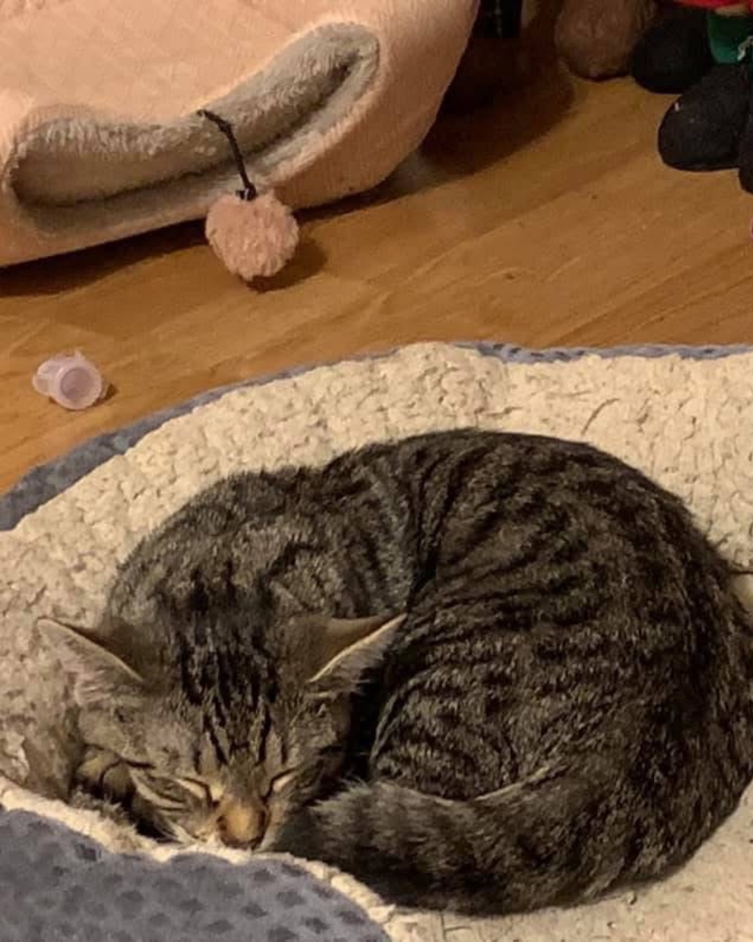 Airella. Cat