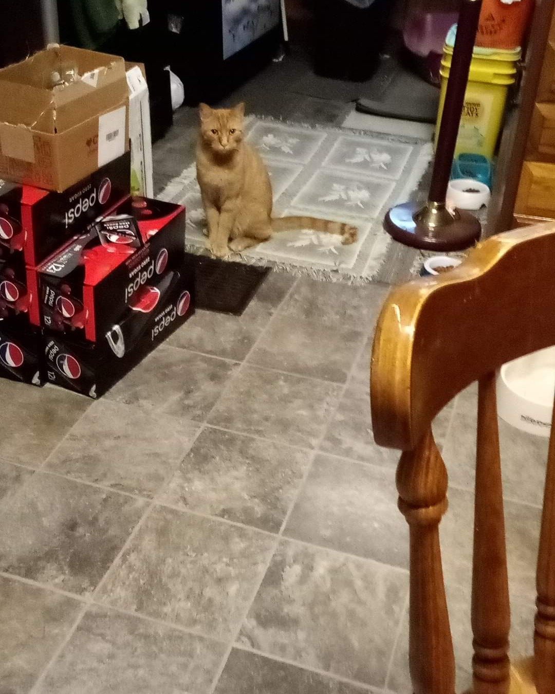 Tiger the tabby. Floor, Flooring, Cat, Indoors, Interior Design, Box