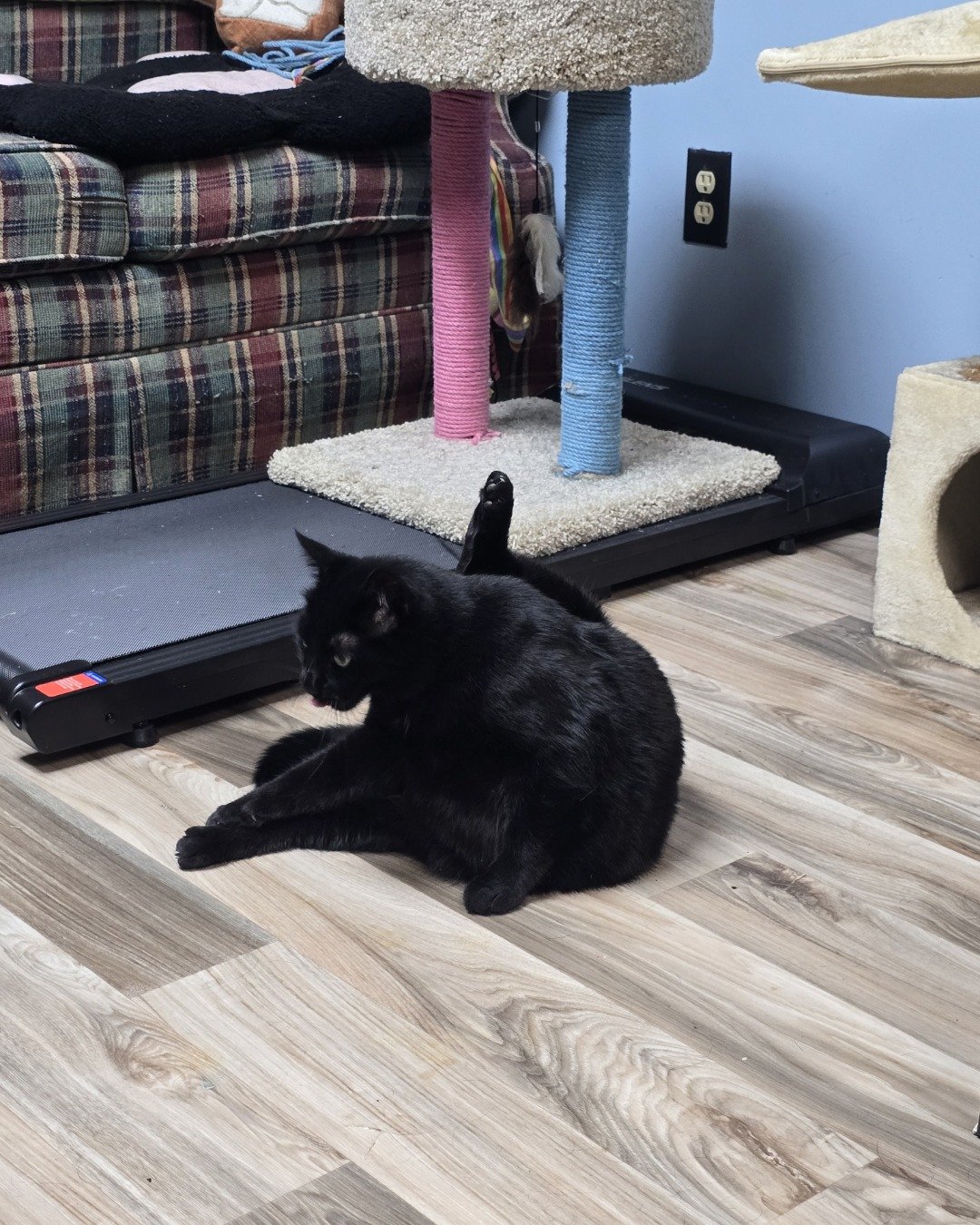 Balerion. Floor, Indoors, Interior Design, Flooring, Wood, Hardwood