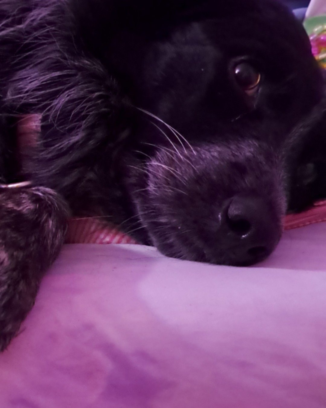 🌪🌀storm🌀🌪 the border Collie mix. Dog, Puppy, Purple