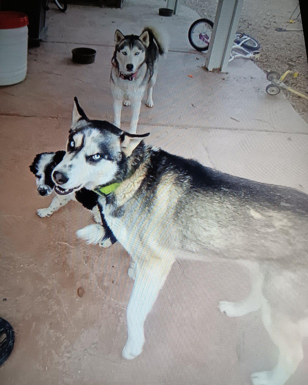 Rufus the English bull dog. Dog, Husky, Puppy, Machine, Wheel