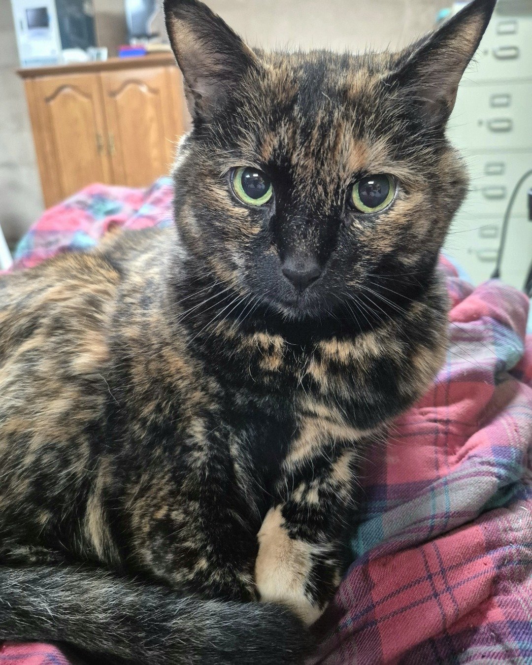 Zeros. Cat, Blanket