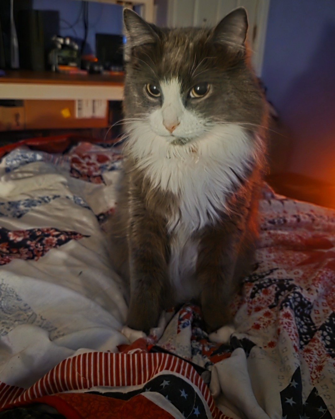 Gollum the Siamese mix. Furniture, Couch, Blanket, Cat, Quilt, Bed