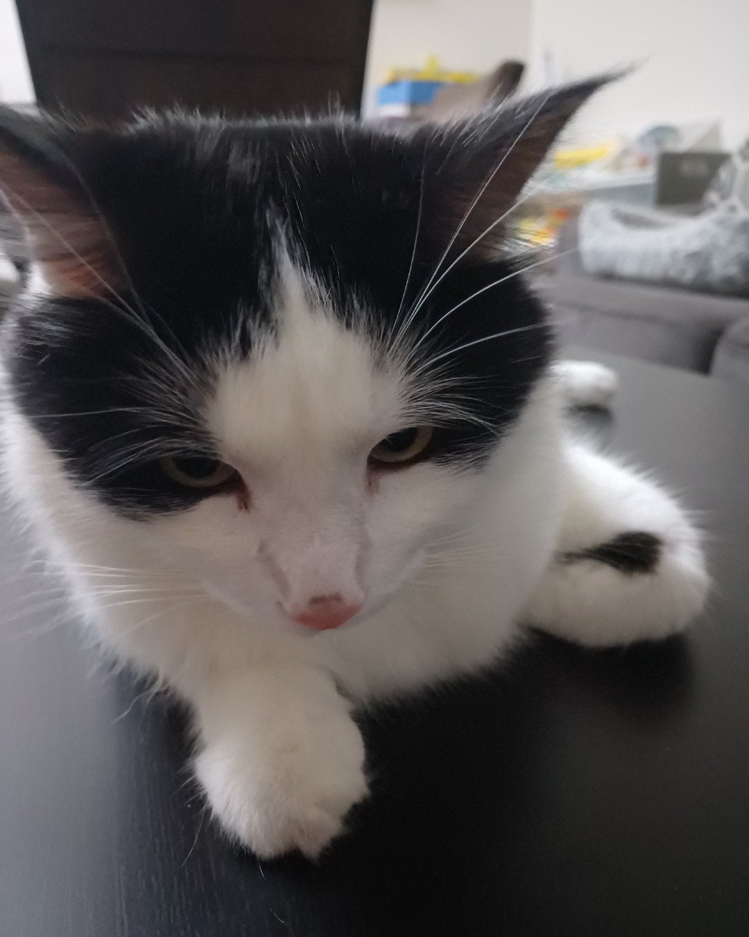 Manchhas the Tuxedo. Cat, Kitten, Manx