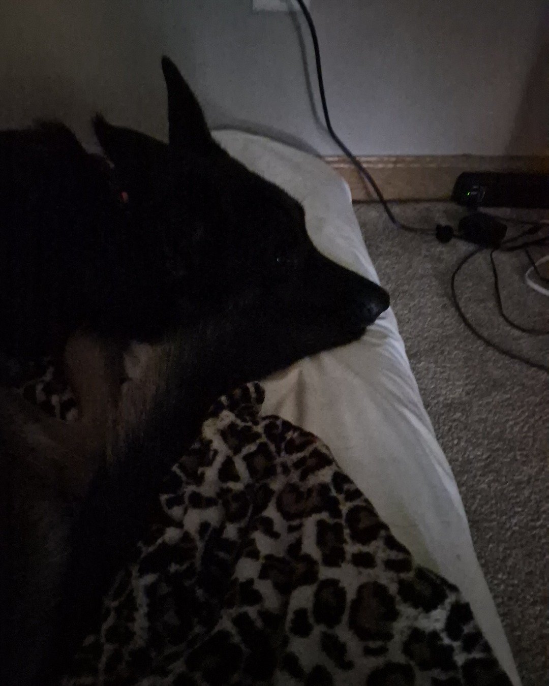 Nora i have multiple animals the German Shepherd.. Couch, Furniture, Computer, Electronics, Laptop, Pc