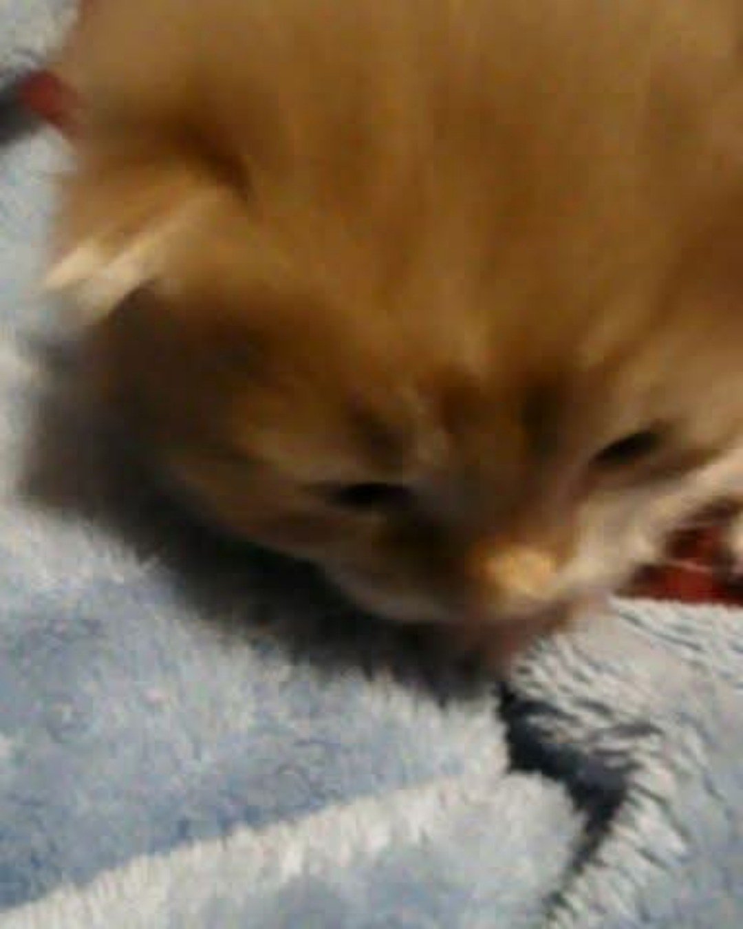 Lucky. Cat, Kitten, Dog