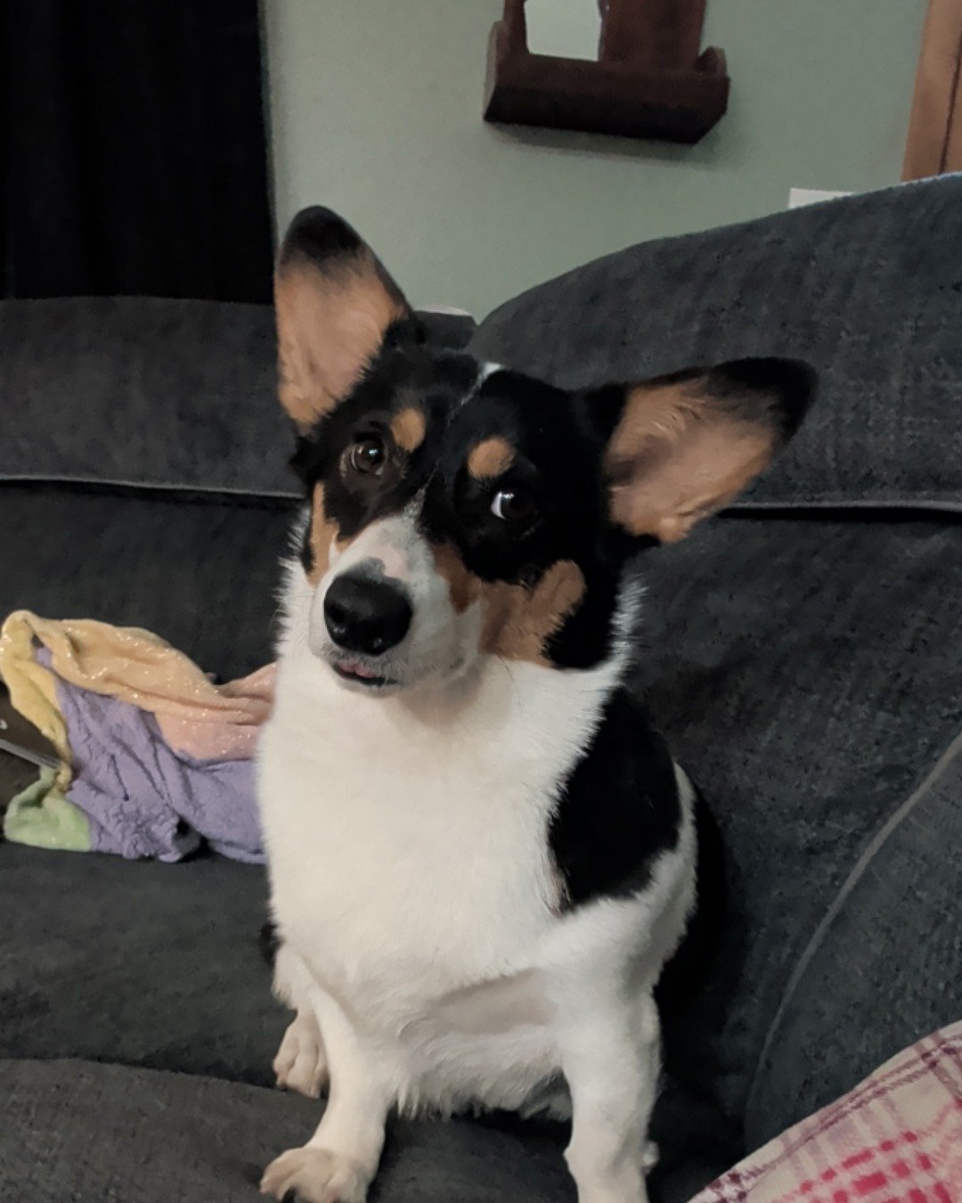 hazel the Paran Brook Corgi. Couch, Furniture, Dog, Puppy, Cushion, Home Decor
