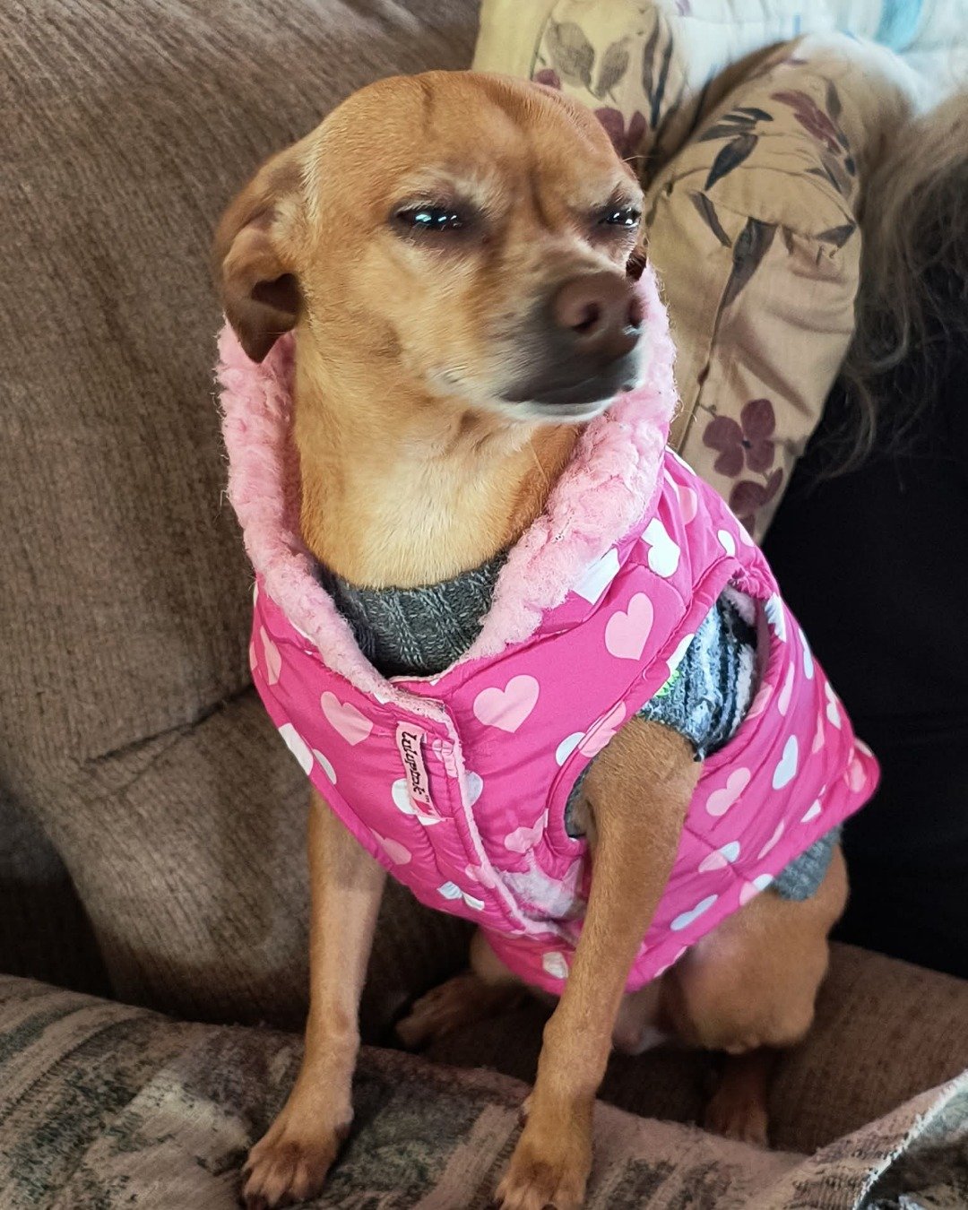 Freya Goddess the deer head Chihuahua. Dog, Couch, Furniture, Cushion, Home Decor, Chihuahua