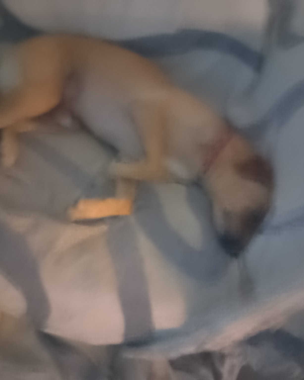 Manny the Mutt. Dog, Puppy, Person, Sleeping, Hound