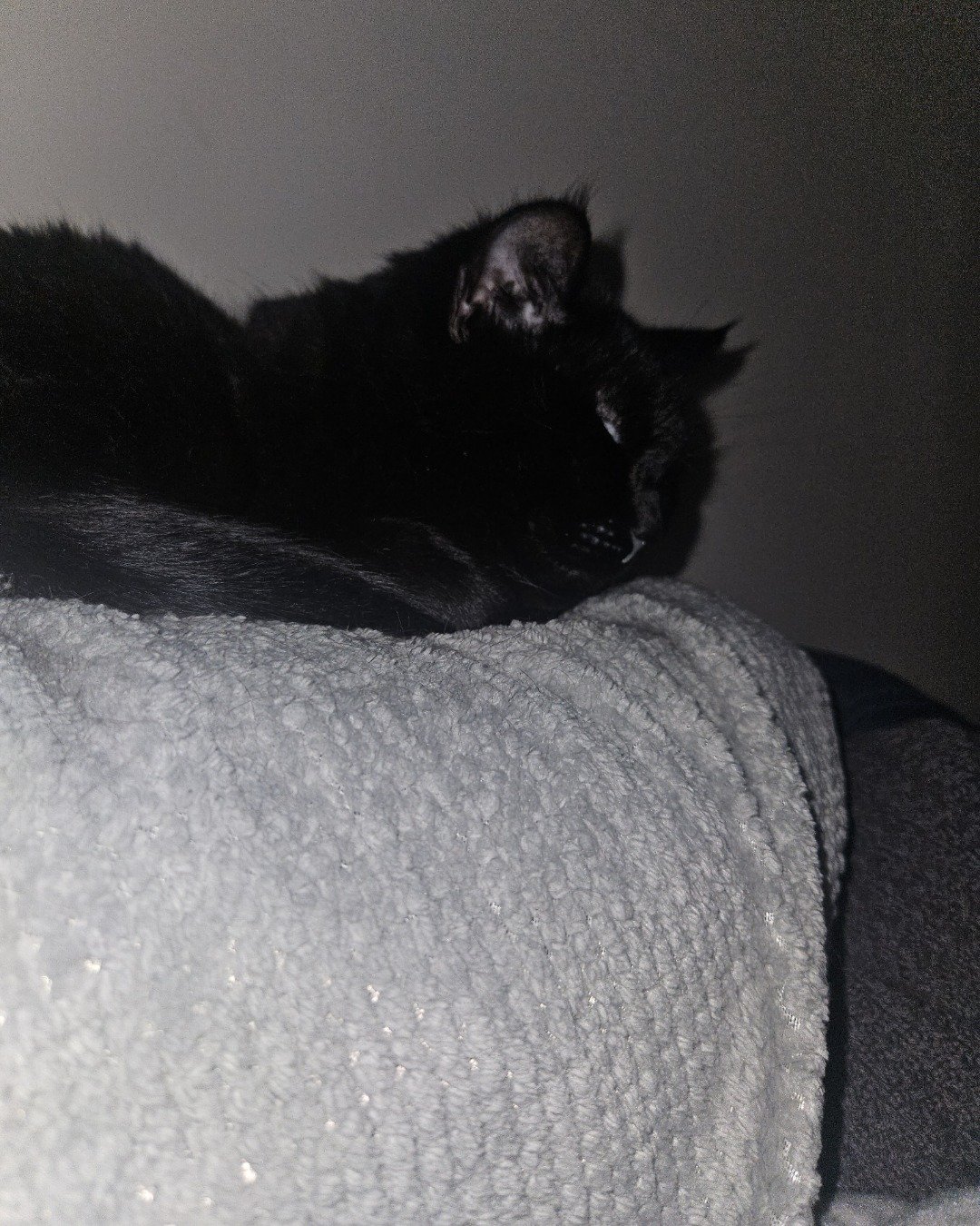 Wander the black cat. Cat, Couch, Furniture, Black Cat