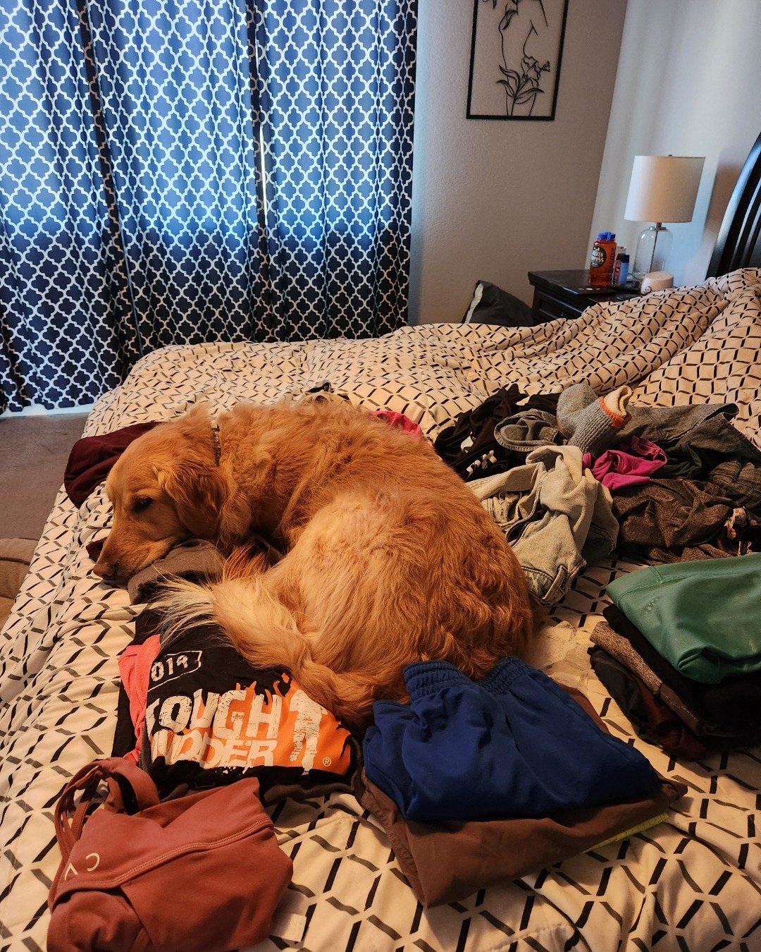Jeffery. Dog, Accessories, Bag, Handbag, Furniture, Bed