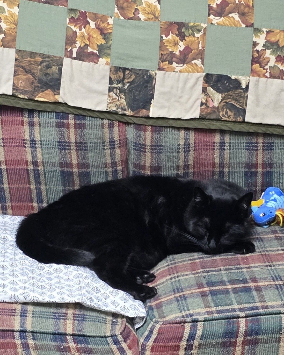 Balerion. Couch, Furniture, Cushion, Home Decor, Quilt, Cat