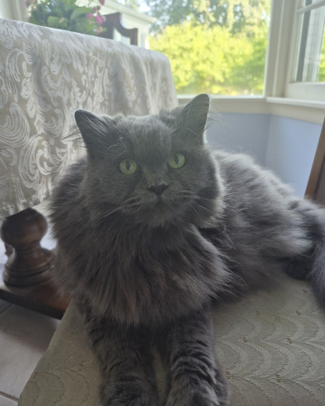 Fuzzy the Domestic Longhair × Himalayan. Couch, Furniture, Cat, Cushion, Home Decor, Manx