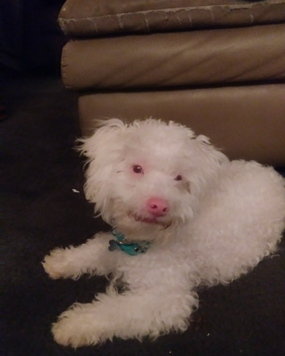 Ollie the Moltese/ miniature poodle. Dog, Puppy, Couch, Furniture, White Dog