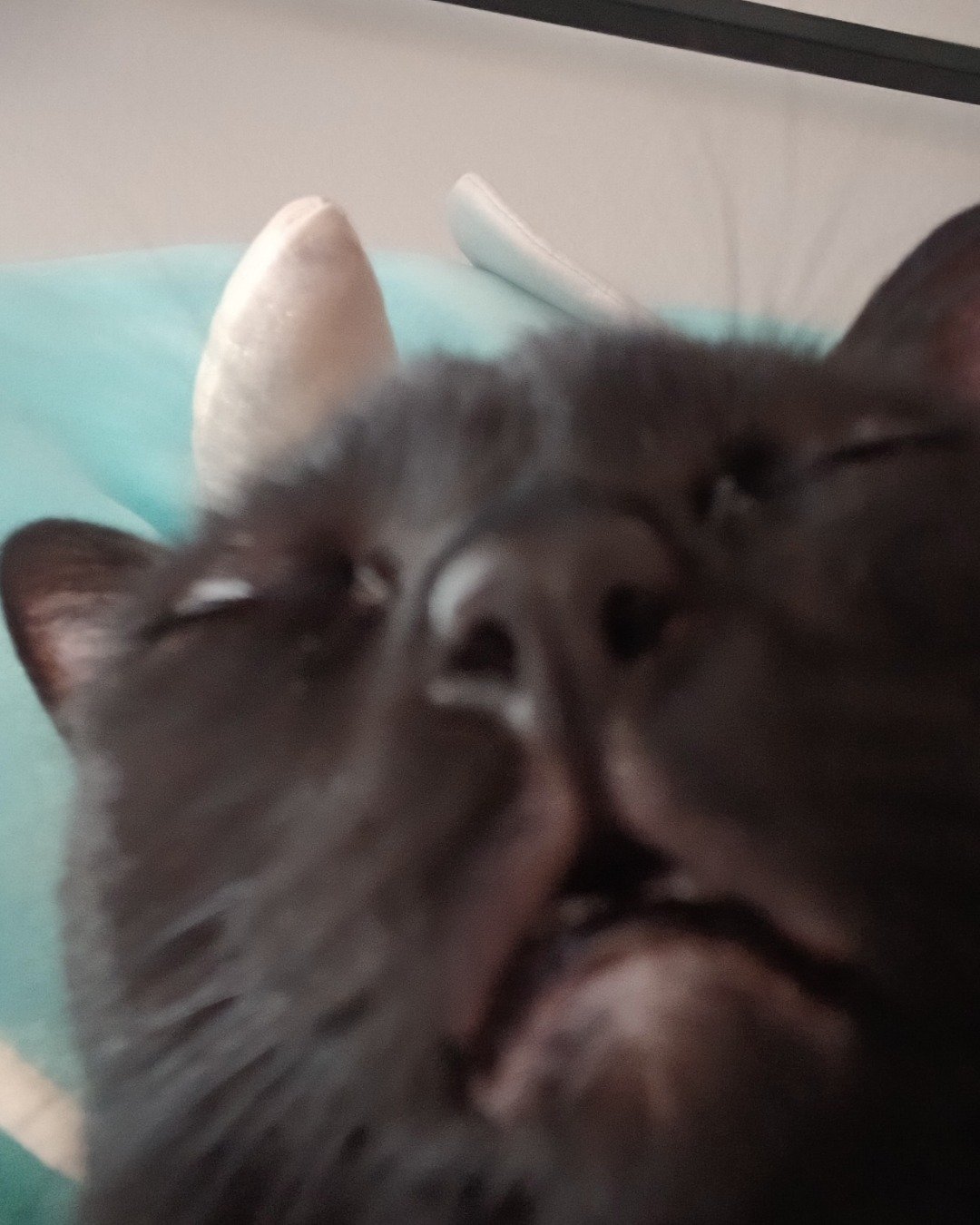 Spookly the Ghost Tabby. Cat