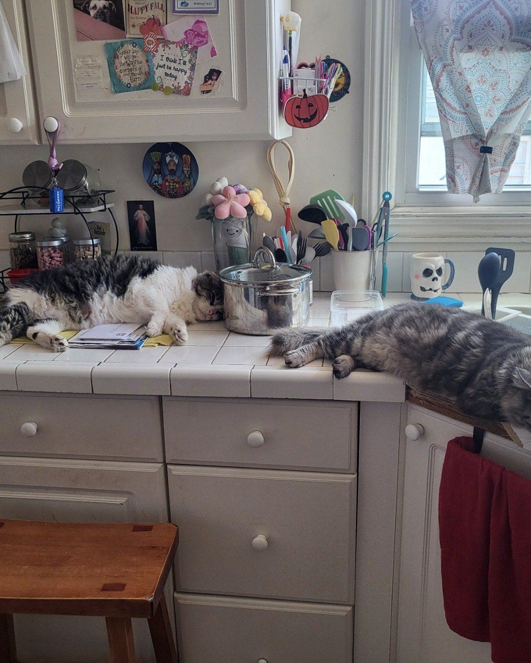 Farley Fart the tabby. Drawer, Furniture, Table, Indoors, Interior Design, Dining Table