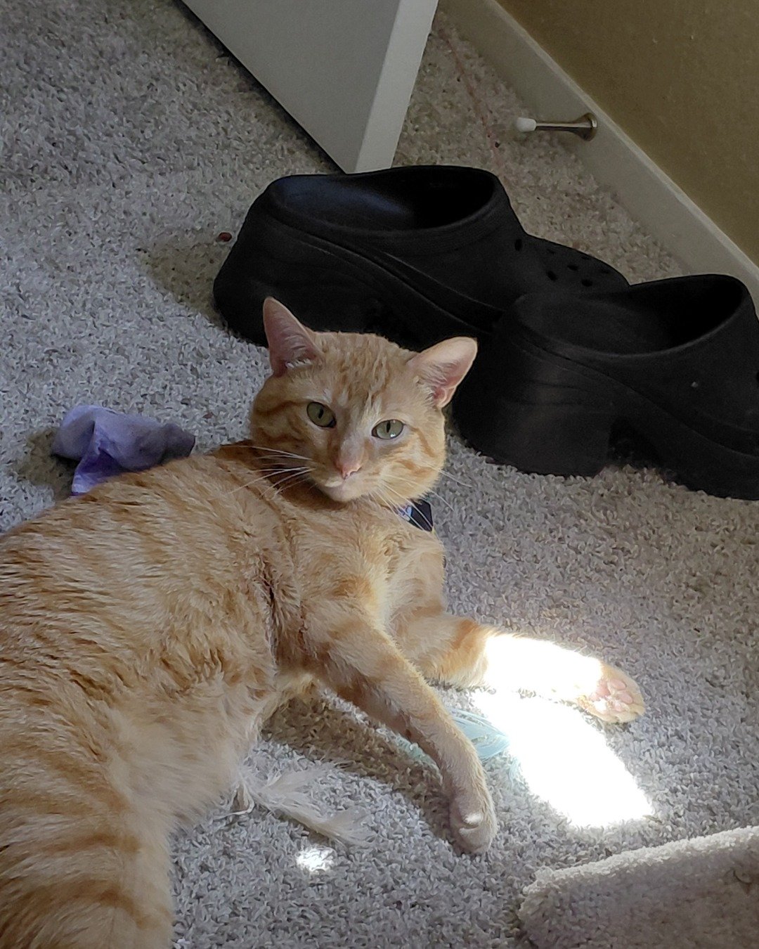 Phenyx the Orange tabby. Clothing, Footwear, Shoe, Floor, Cat, Flooring