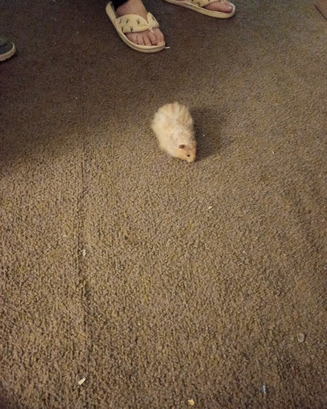Alex the golden hamster. Clothing, Footwear, Shoe, Rat, Rodent, Ferret