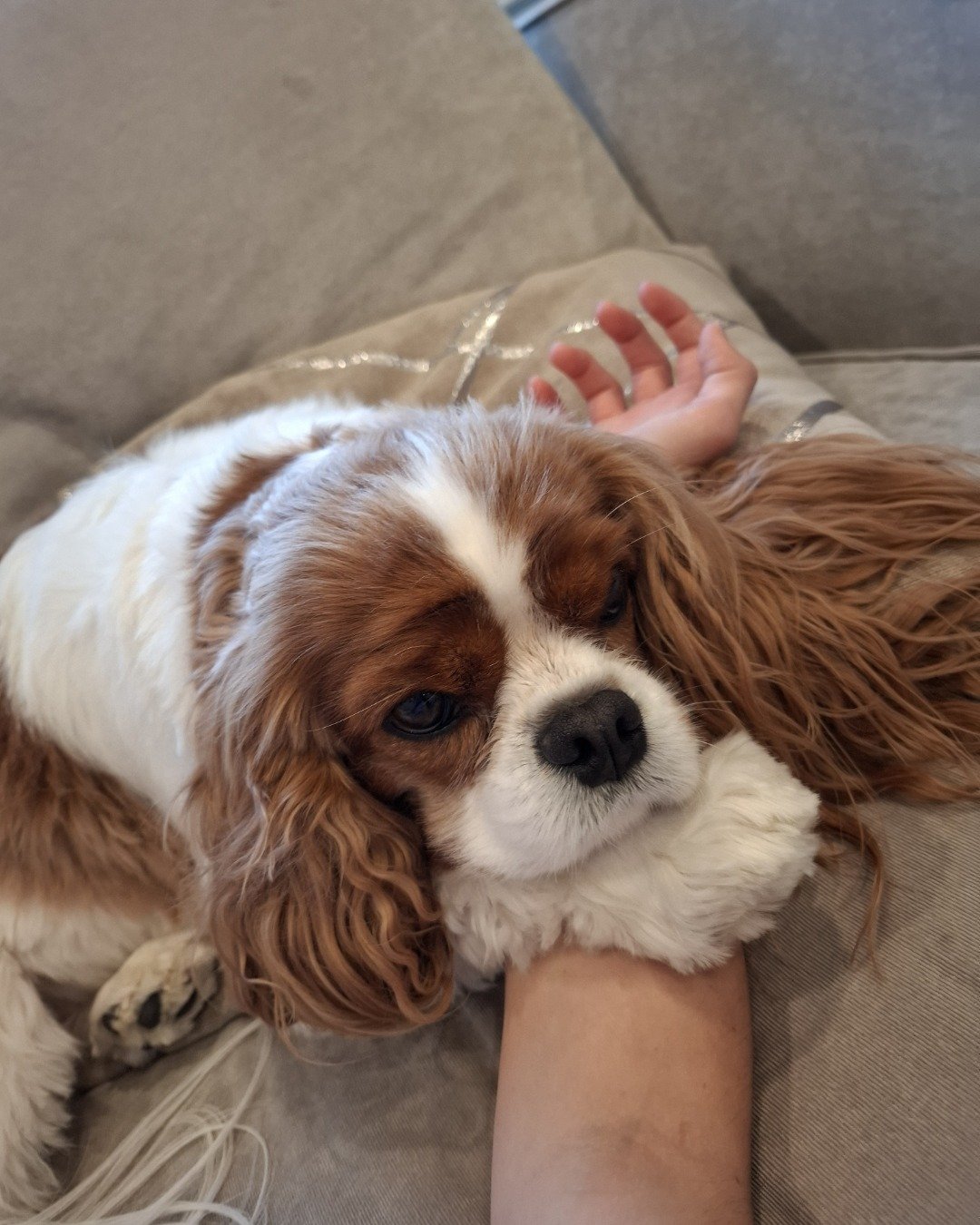 Arya the Cavalier King Charles Spaniel. Dog, Puppy, Cocker Spaniel, Couch, Furniture