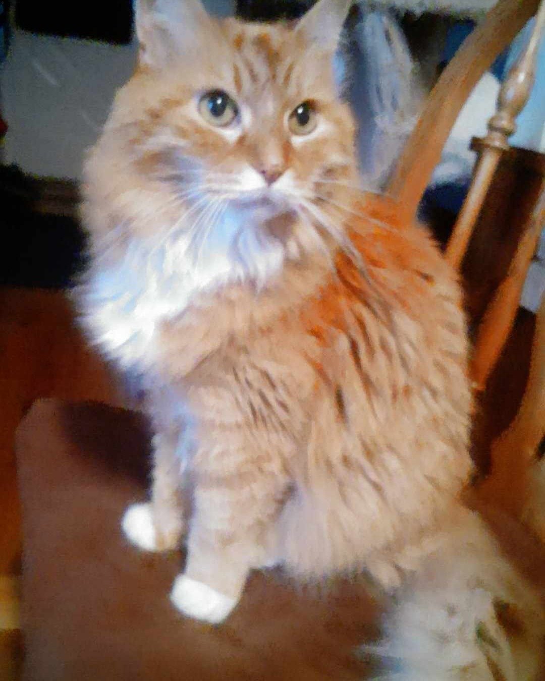 Baby. Cat, Manx, Kitten, Angora