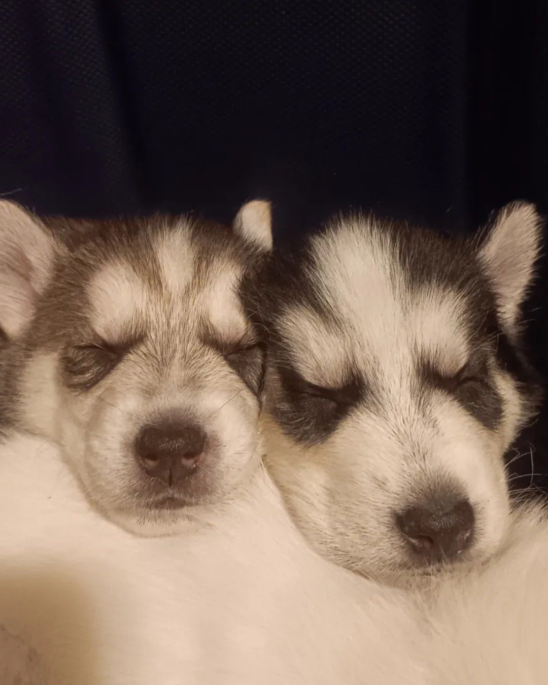 Puppies the Siberian Husky and German Shepard mix. Dog, Puppy, Husky