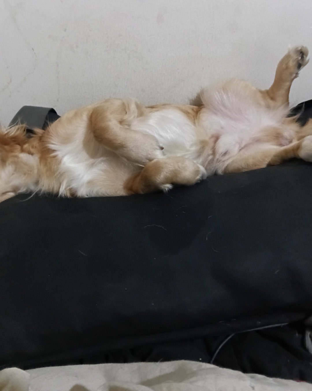 Yuri the PugZu. Person, Sleeping, Couch, Furniture, Dog, Golden Retriever