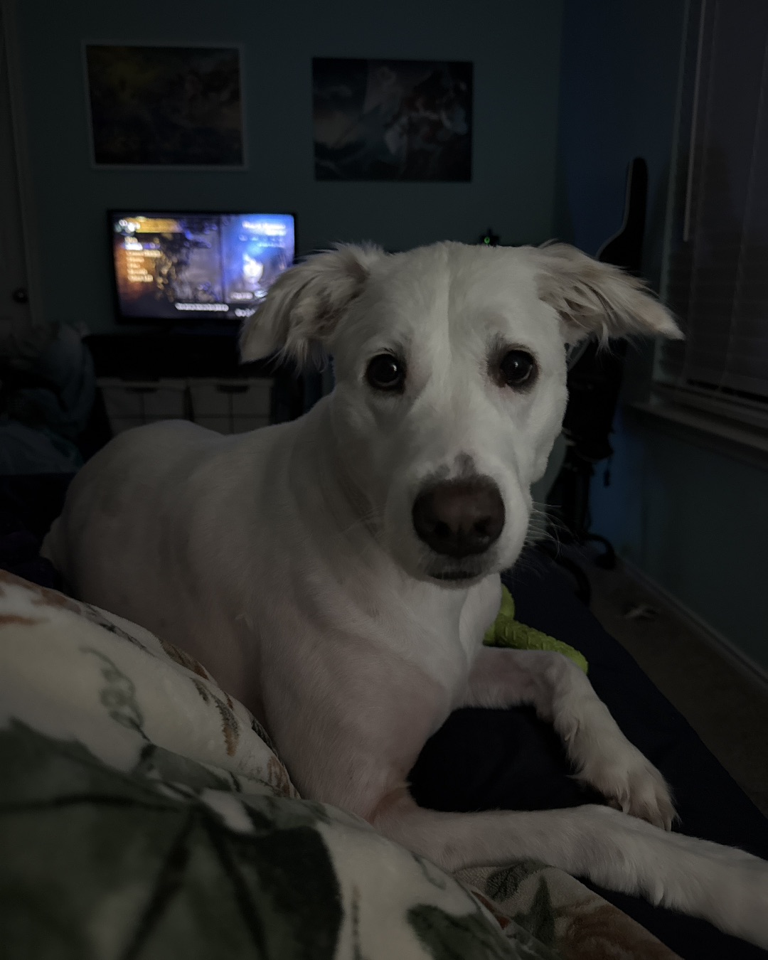 Emma the German Shepherd Golden Retriever. Electronics, Screen, Computer Hardware, Hardware, Monitor, Couch