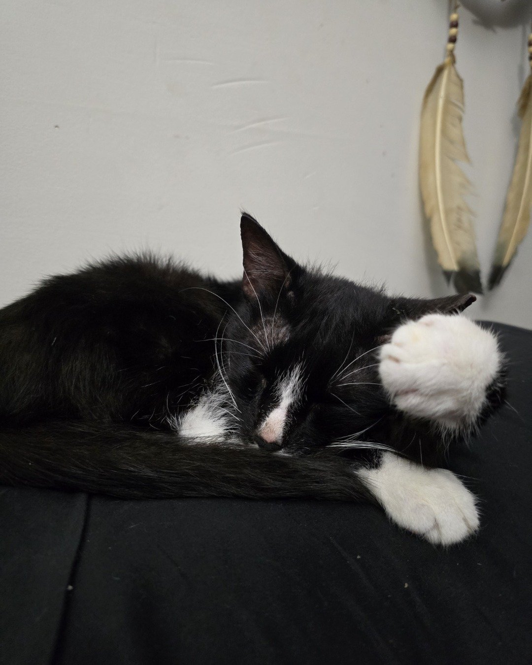 Ozzie the Tuxedo. Cat, Kitten